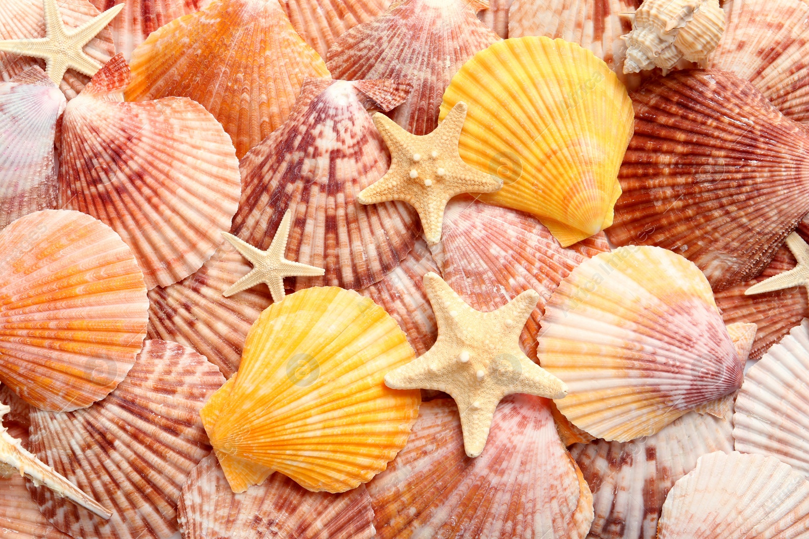 Photo of Top view of beautiful color seashells and starfishes as background