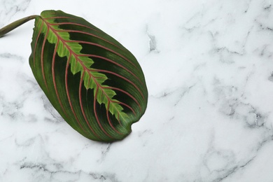 Photo of Leaf of tropical maranta plant on marble background, top view with space for text