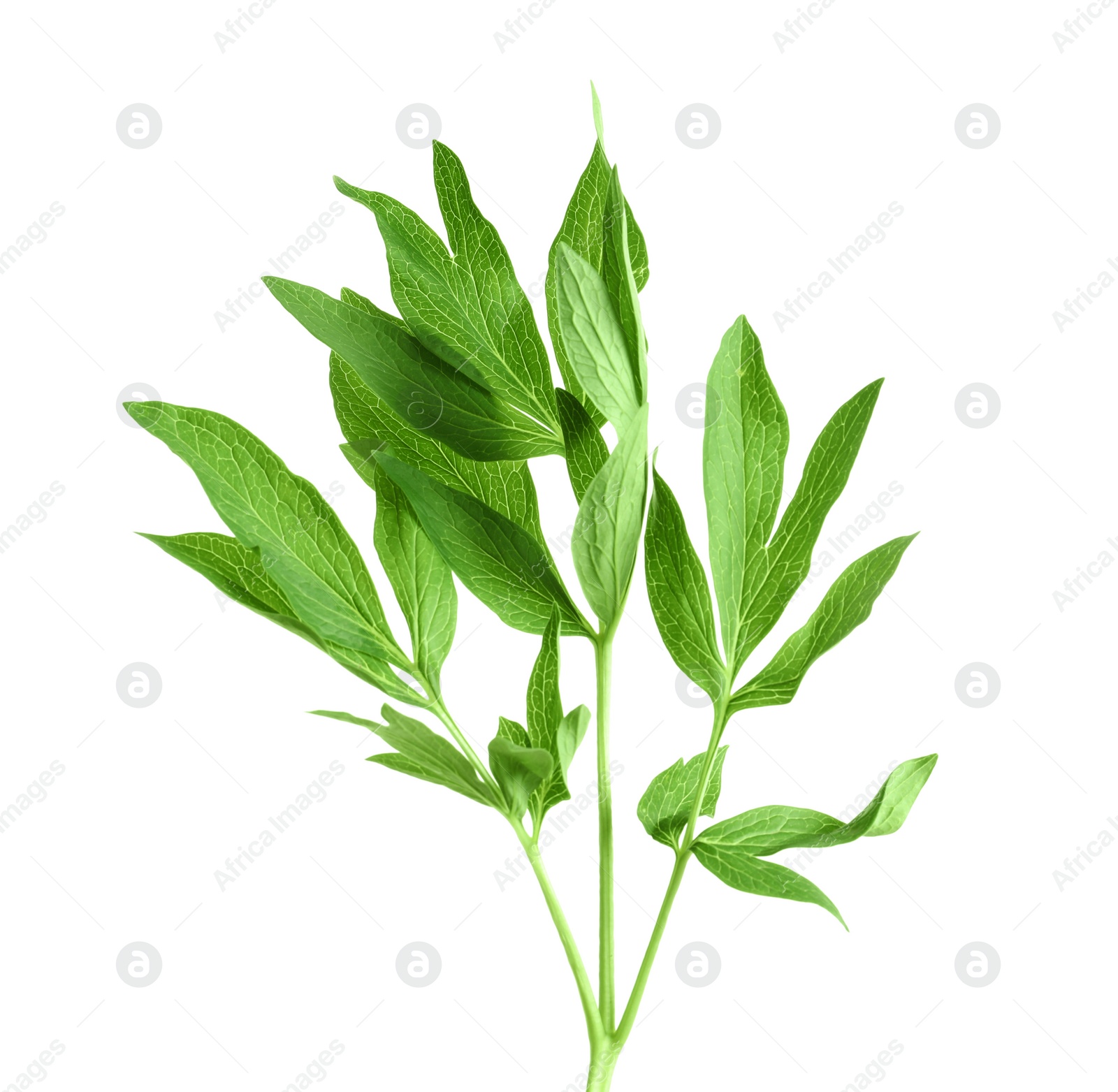 Photo of Fresh green peony leaves on white background