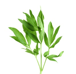 Photo of Fresh green peony leaves on white background