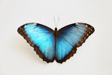 Photo of Beautiful Blue Morpho butterfly on white background