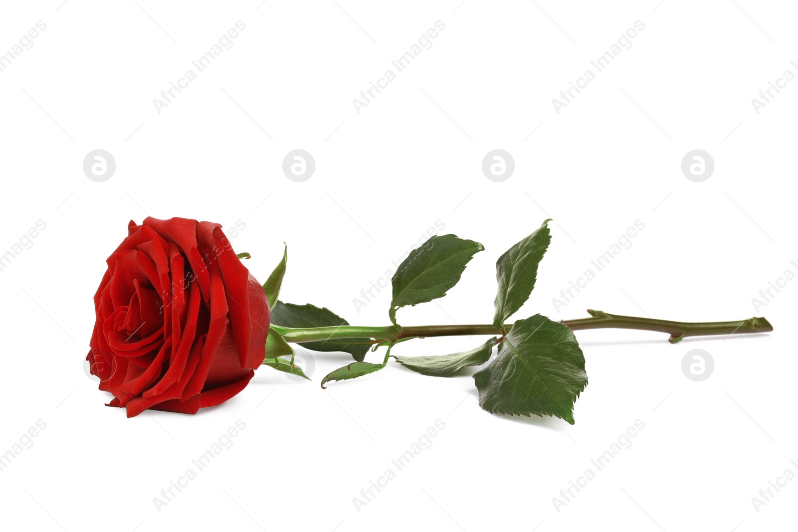 Photo of Beautiful fresh red rose isolated on white