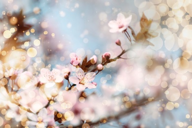 Image of Closeup viewblossoming tree outdoors on spring day