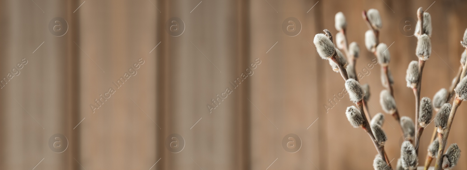 Image of Beautiful bouquet of pussy willow branches on wooden background, closeup view with space for text. Banner design