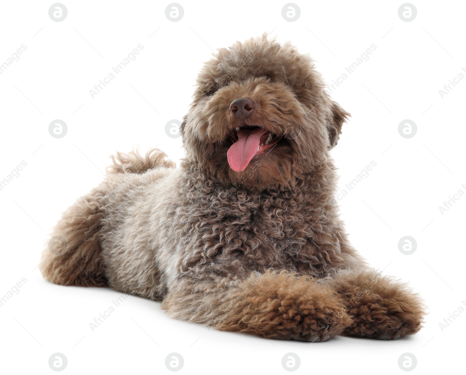 Photo of Cute Toy Poodle dog on white background