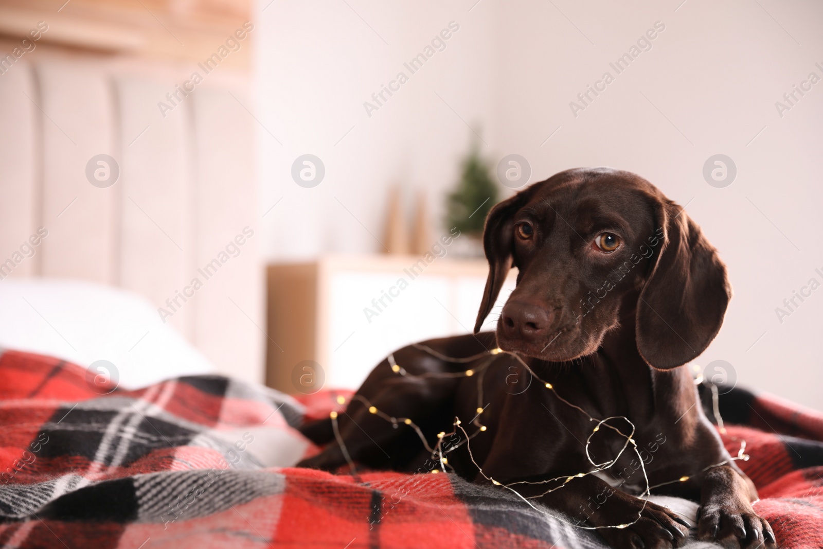 Photo of Cute dog with Christmas lights on bed at home, space for text