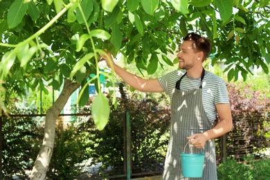 Man picking walnuts in garden on sunny day