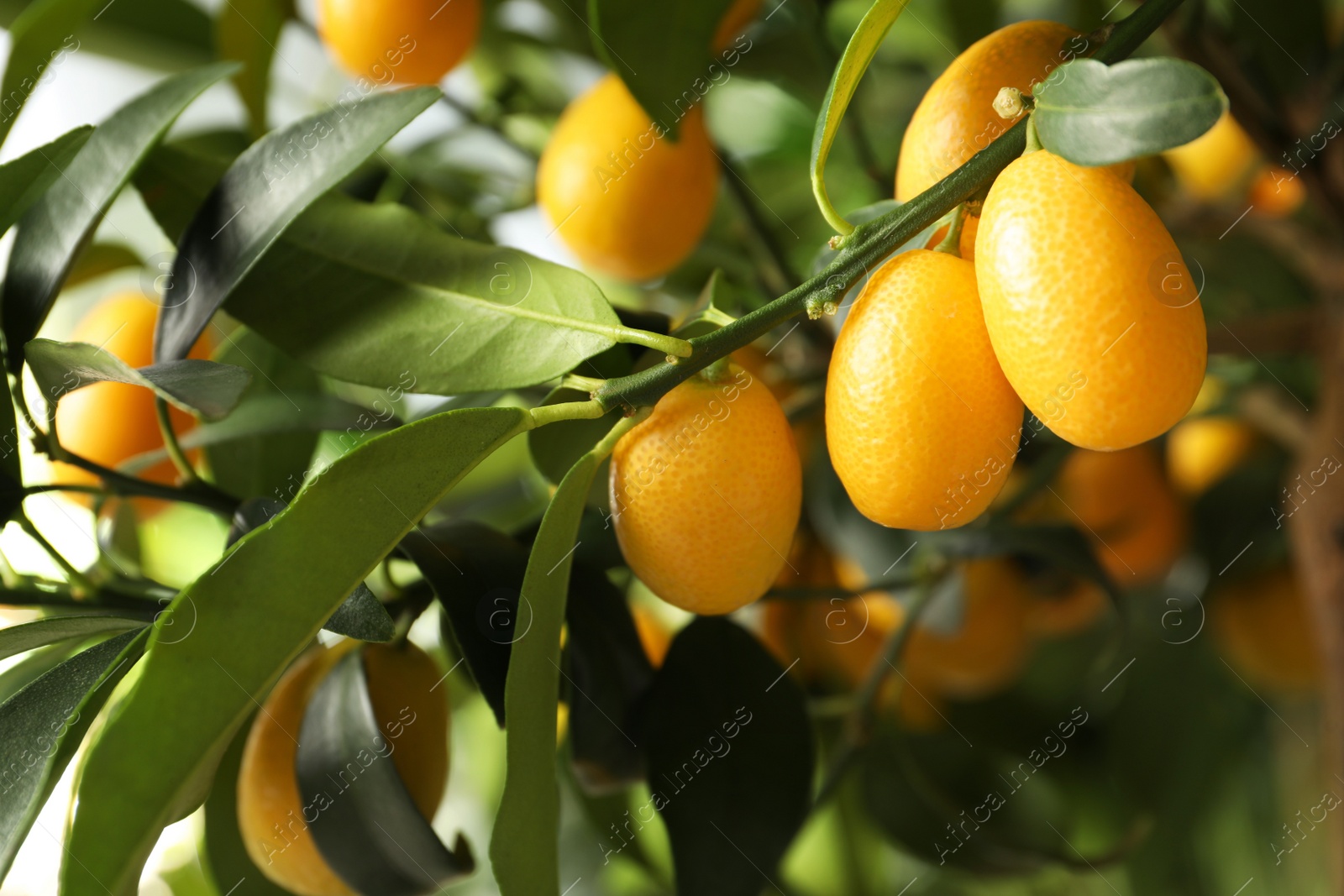 Photo of Kumquat tree with ripening fruits outdoors, closeup