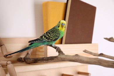 Photo of Beautiful green parrot on branch indoors. Cute pet