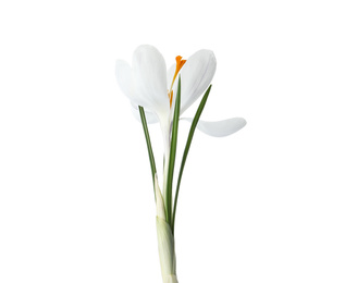 Photo of Beautiful crocus isolated on white. Spring flower