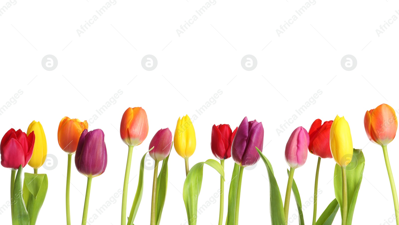 Photo of Beautiful bright tulips on white background. Spring flowers