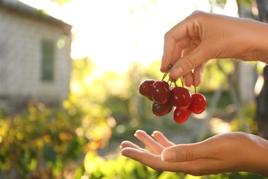Woman with tasty ripe cherries outdoors, closeup