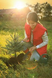 Young woman planting conifer tree in countryside on sunny day
