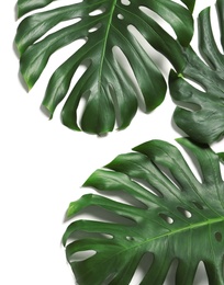 Photo of Green fresh monstera leaves on white background, top view. Tropical plant