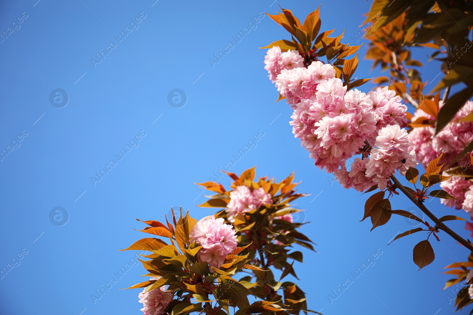 Photo of Closeup view of blossoming pink sakura tree outdoors