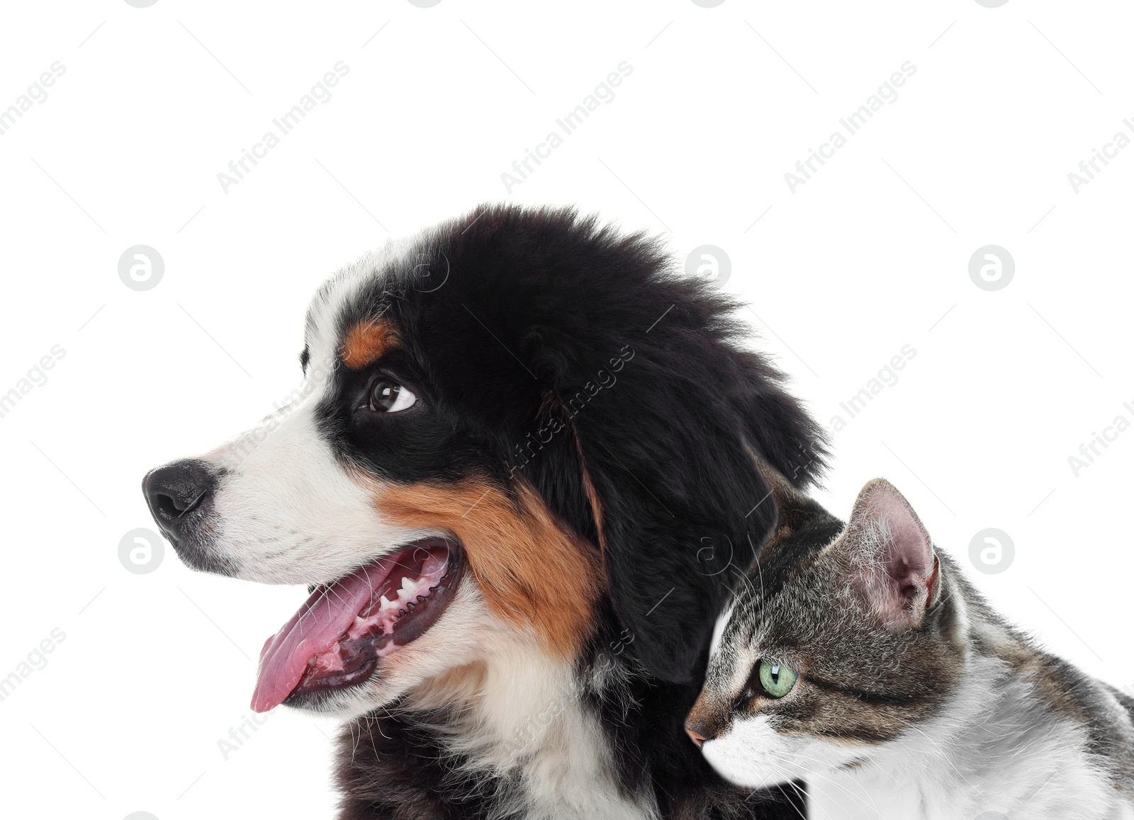 Image of Cute cat and dog on white background. Fluffy friends