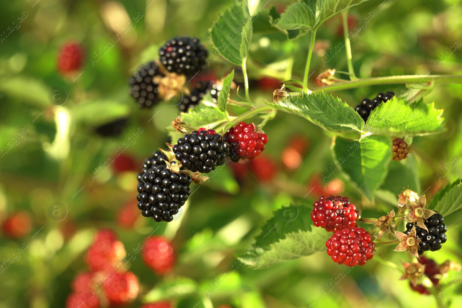 Photo of Ripe blackberries growing on bush outdoors, closeup