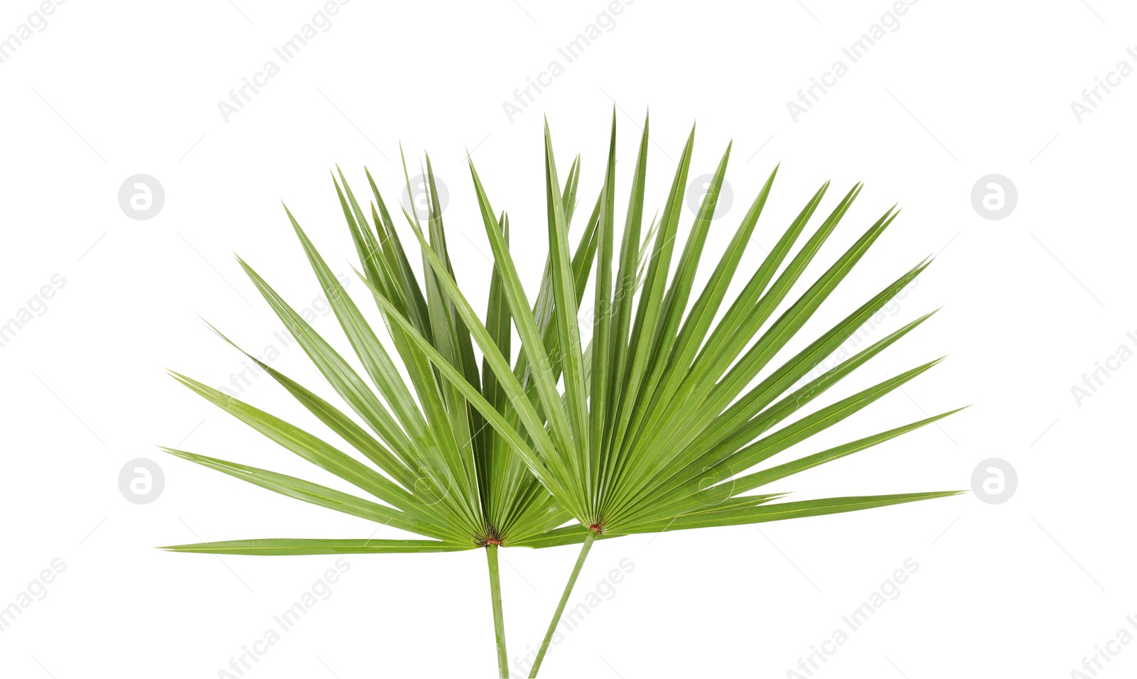 Photo of Green beautiful tropical leaves isolated on white