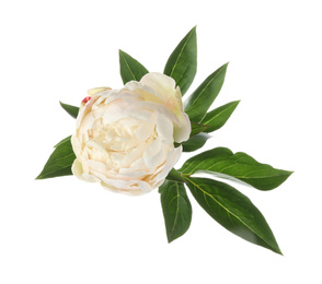 Beautiful fragrant peony flower isolated on white