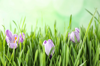 Photo of Fresh grass and crocus flowers on light green background, closeup. Spring season