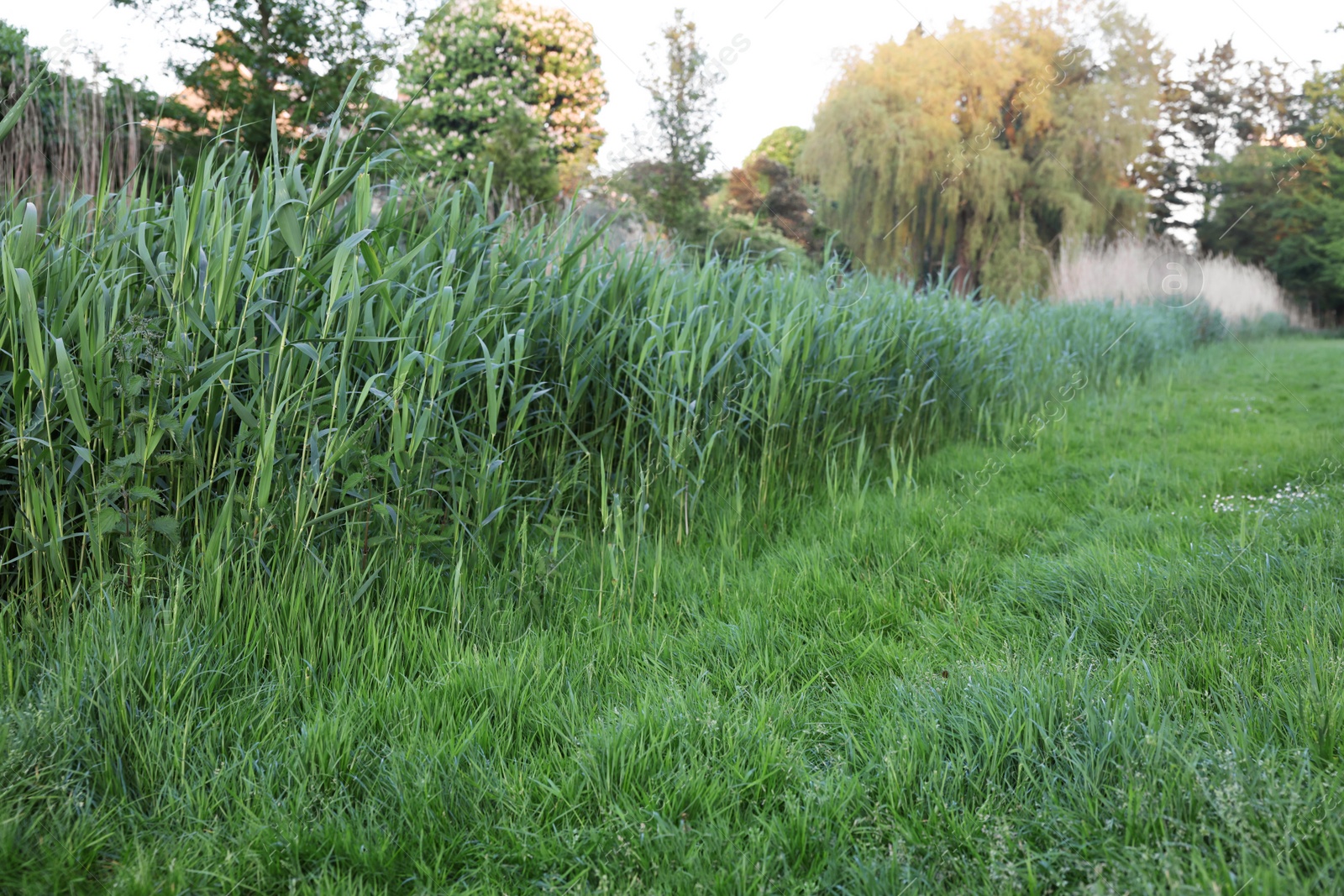 Photo of Beautiful view of green reed plants growing outdoors