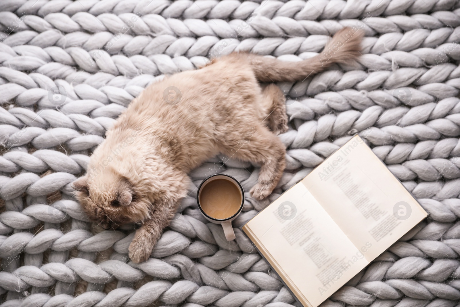 Photo of Birman cat, book and cup of drink on knitted blanket at home, above view. Cute pet