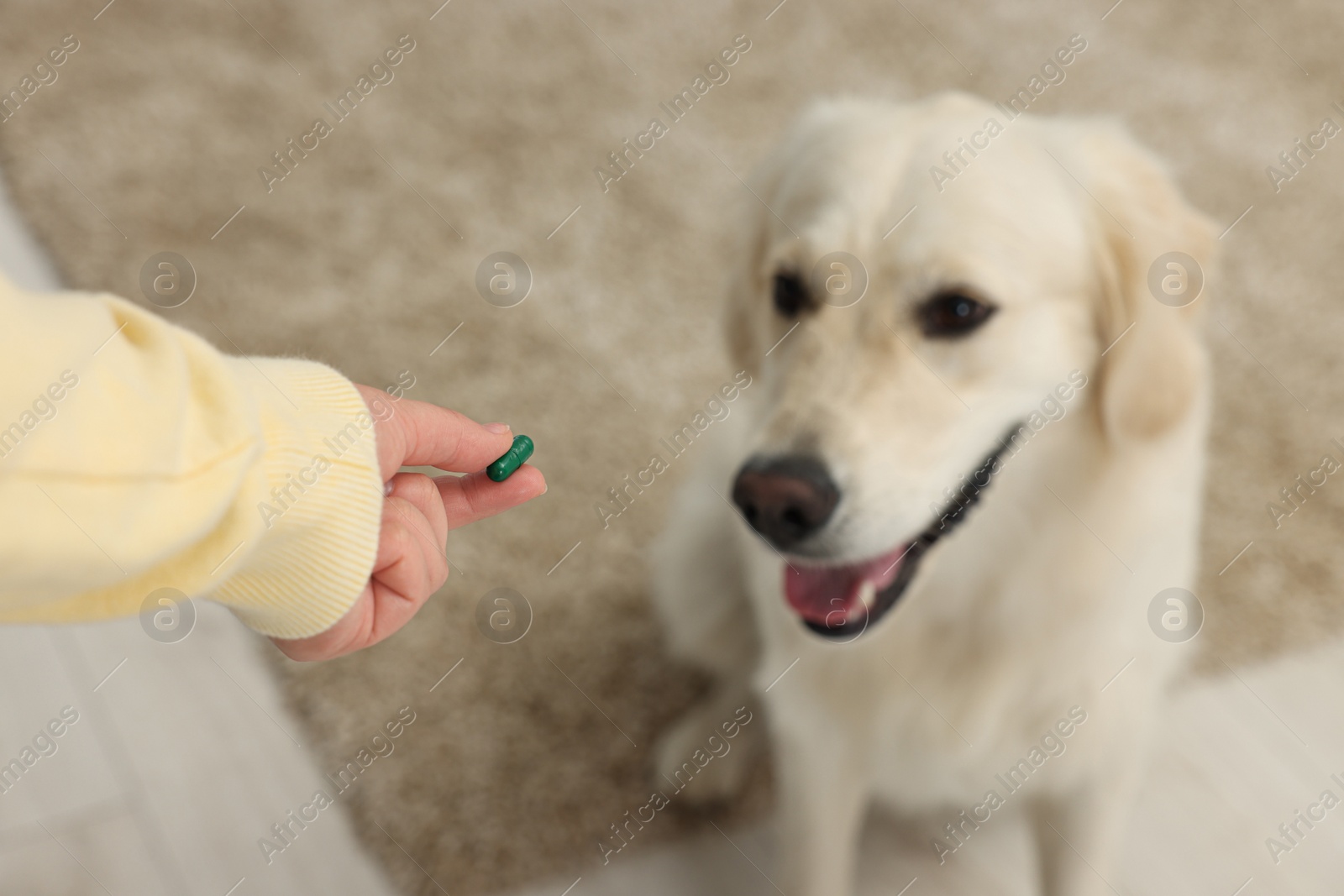 Photo of Woman giving pill to cute Labrador Retriever dog indoors, above view