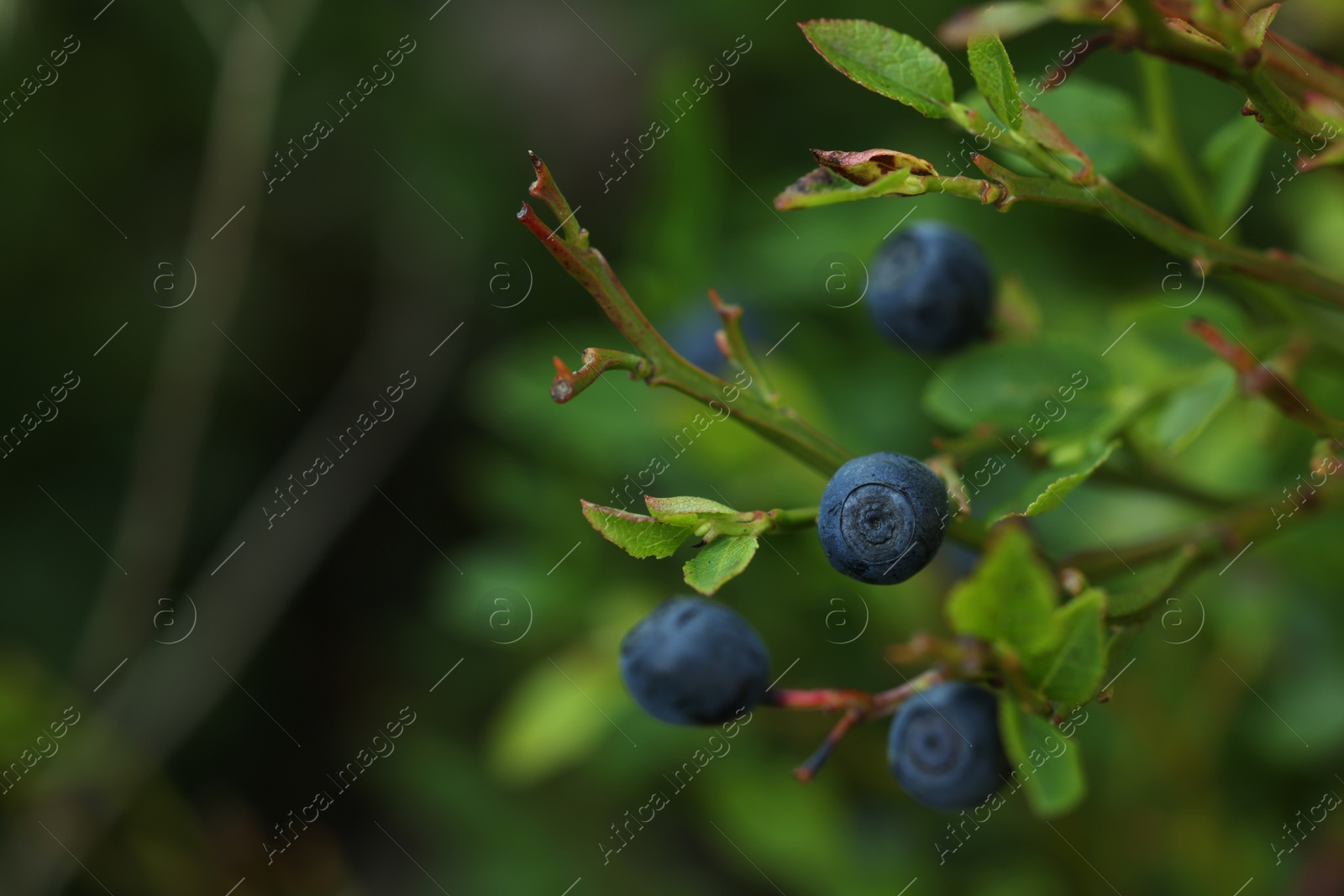 Photo of Ripe bilberries growing in forest, closeup. Space for text