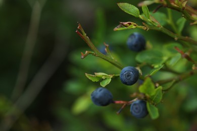 Ripe bilberries growing in forest, closeup. Space for text