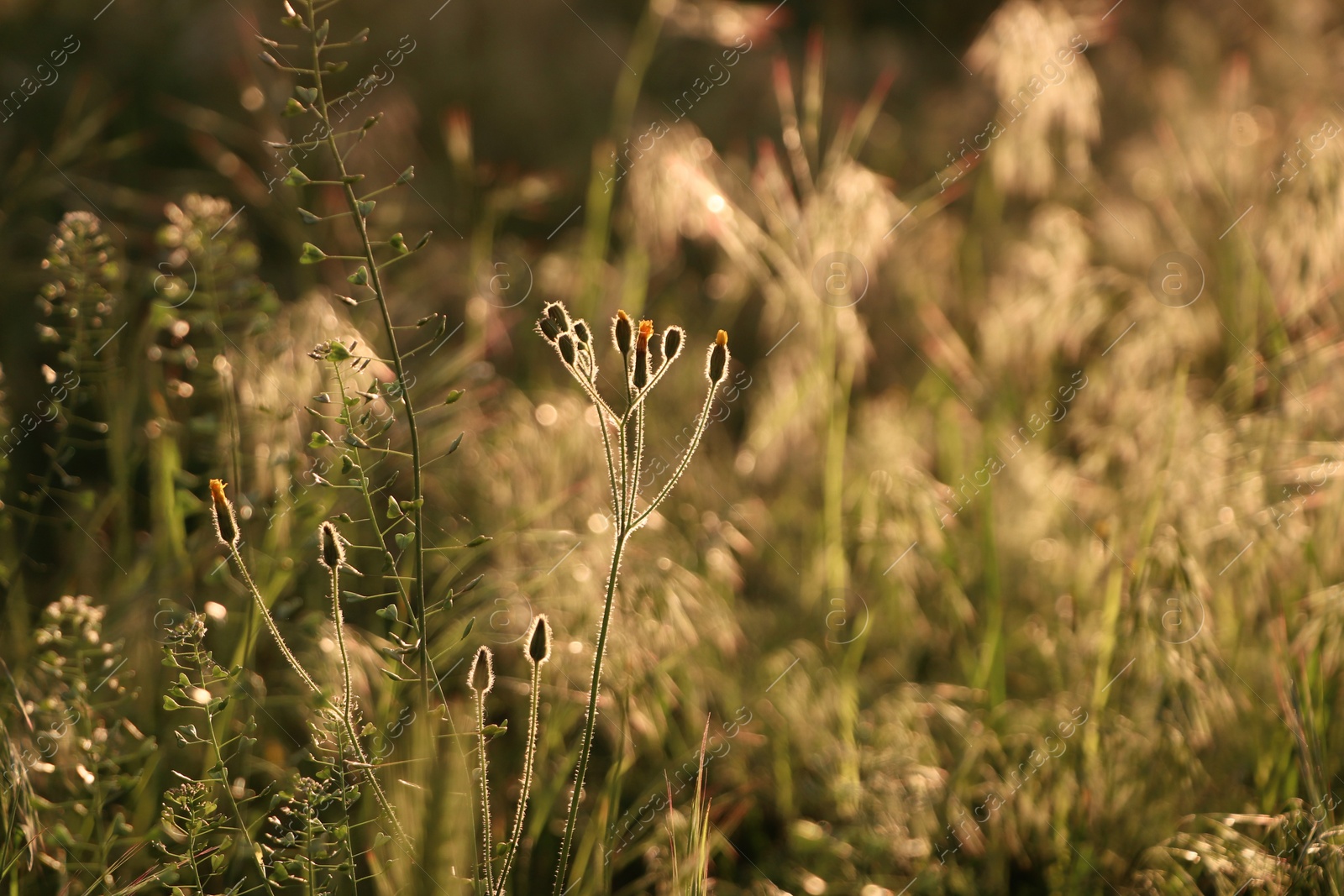 Photo of Beautiful wild flowers growing in spring meadow