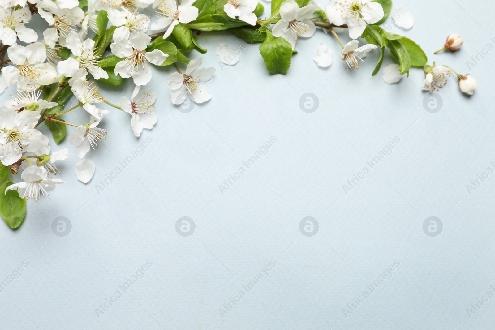 Photo of Blossoming spring tree branch as border on light background, flat lay. Space for text