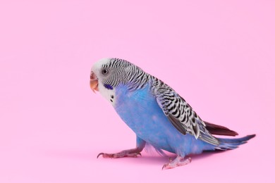 Beautiful bright parrot on pink background. Exotic pet