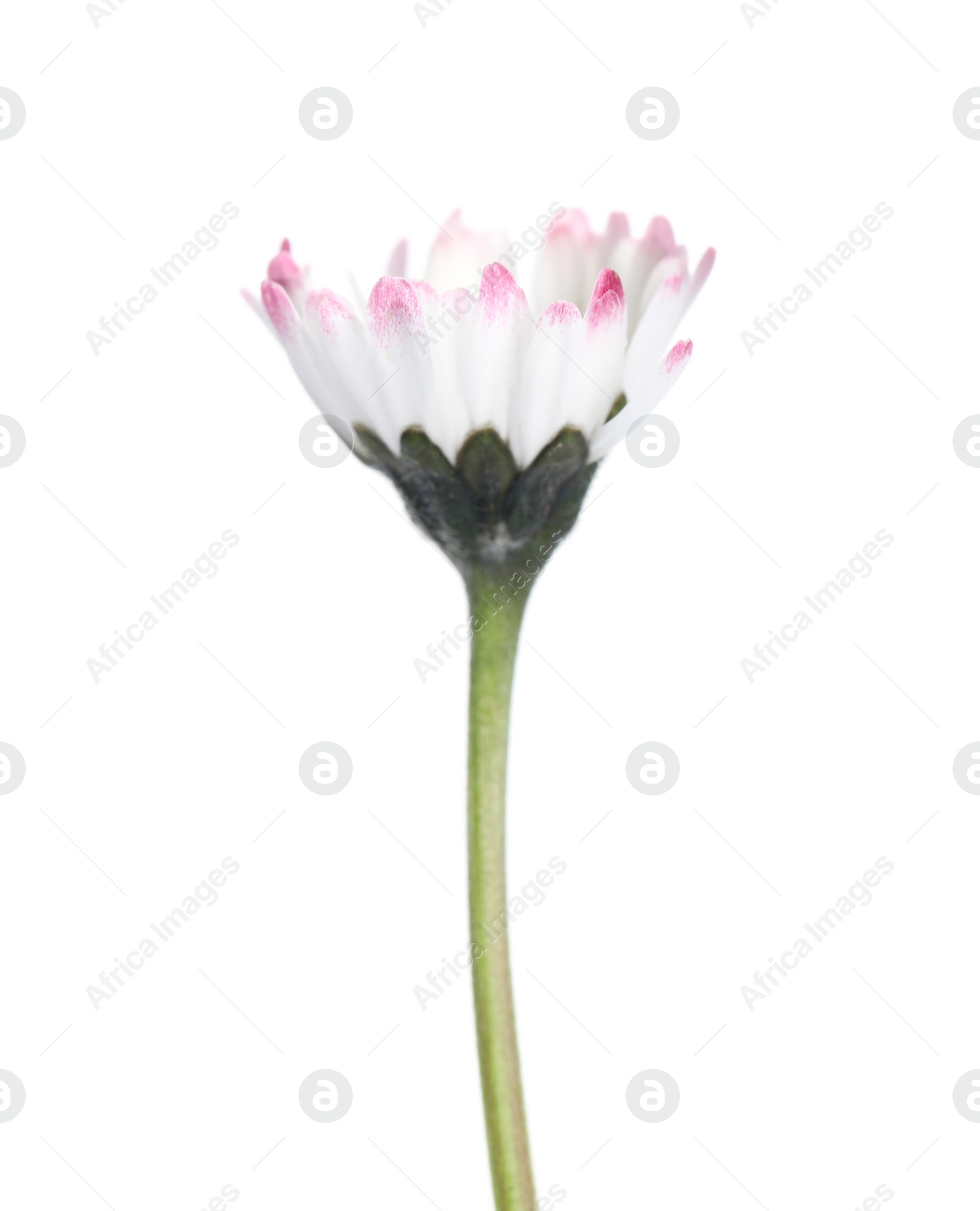 Photo of Beautiful bellis perennis (daisy) flower isolated on white