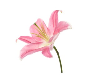 Beautiful pink lily flower isolated on white