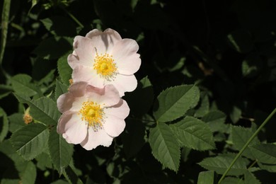 Photo of Beautiful blooming rose hip flowers on bush outdoors