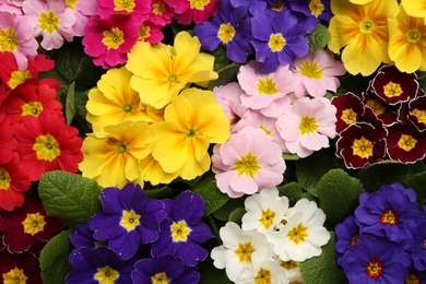 Beautiful primula (primrose) plants with colorful flowers as background, top view. Spring blossom