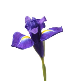 Beautiful violet iris flower isolated on white