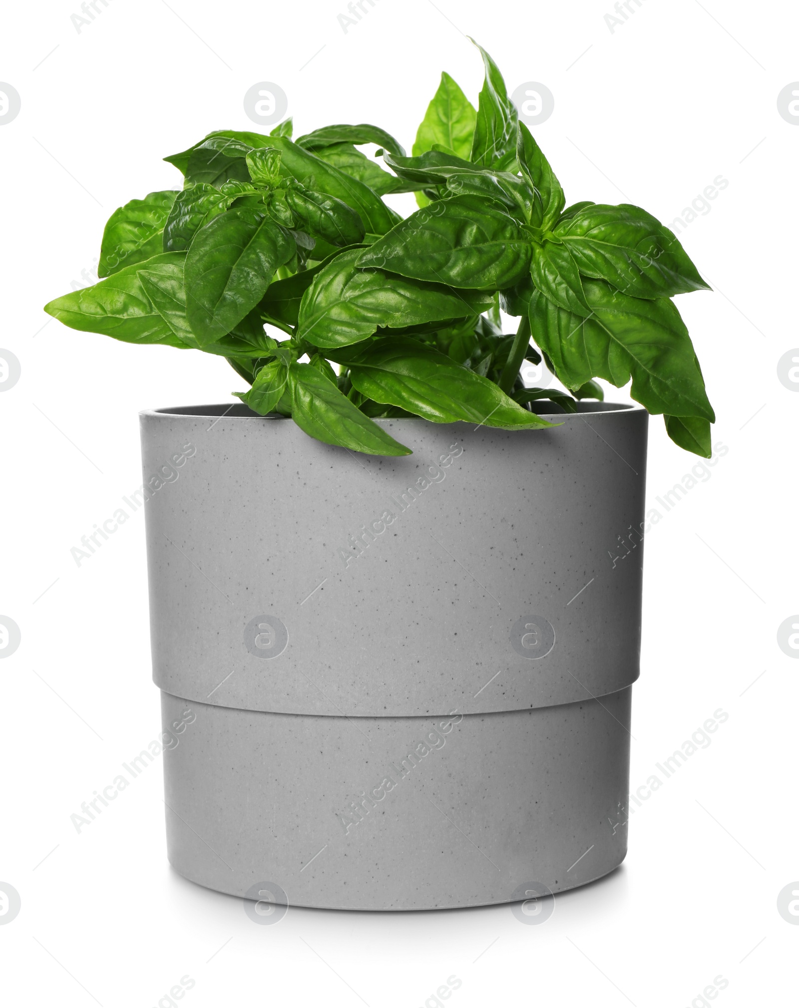 Photo of Lush green basil in pot isolated on white