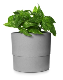 Lush green basil in pot isolated on white