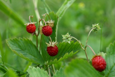 Photo of Small wild strawberries growing outdoors on summer day