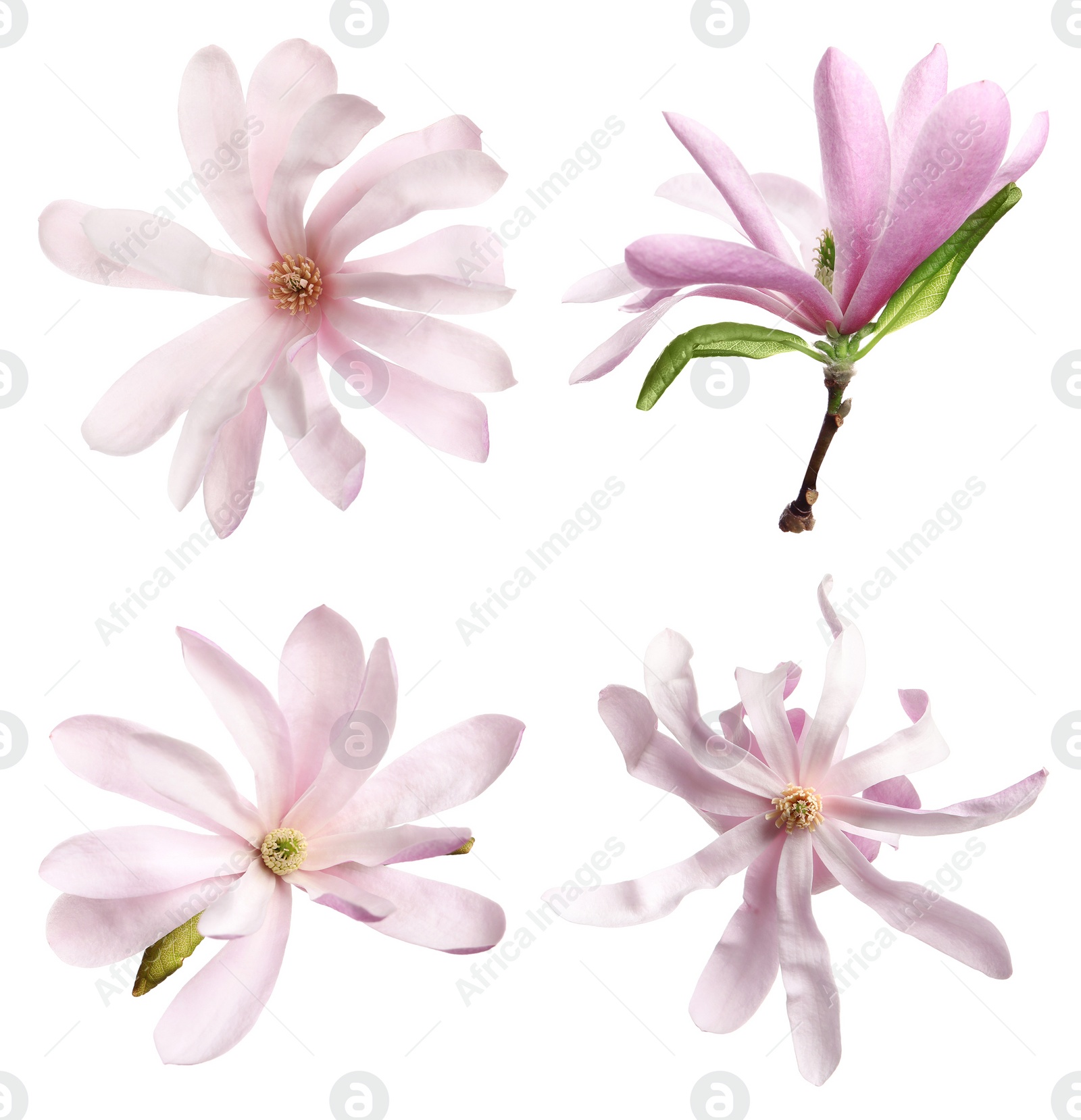 Image of Set with beautiful magnolia flowers on white background