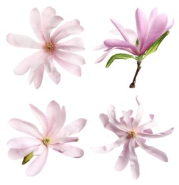 Image of Set with beautiful magnolia flowers on white background