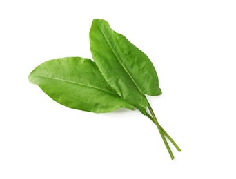 Fresh green sorrel leaves on white background, above view