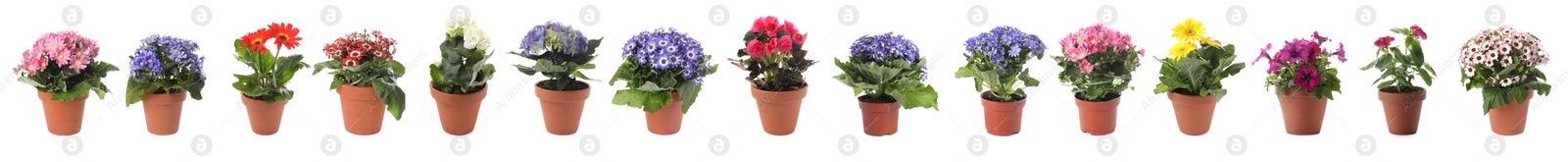 Image of Collection of beautiful flowers in pots on white background. Banner design