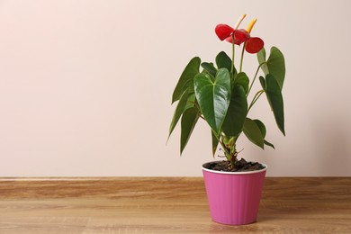 Beautiful anthurium in pot on floor indoors, space for text. House plants