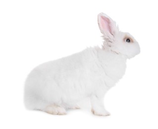 Photo of Fluffy rabbit on white background. Cute pet