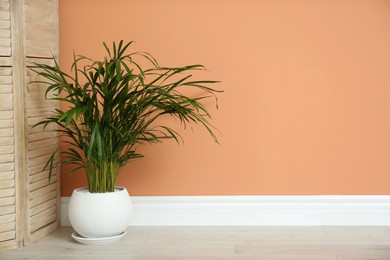 Photo of Beautiful exotic house plant near color wall indoors. Space for text