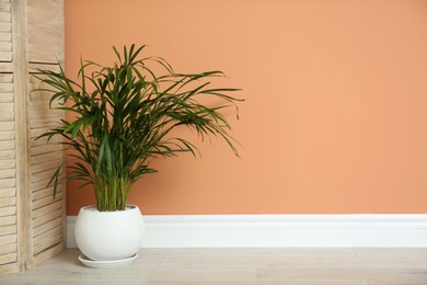 Beautiful exotic house plant near color wall indoors. Space for text