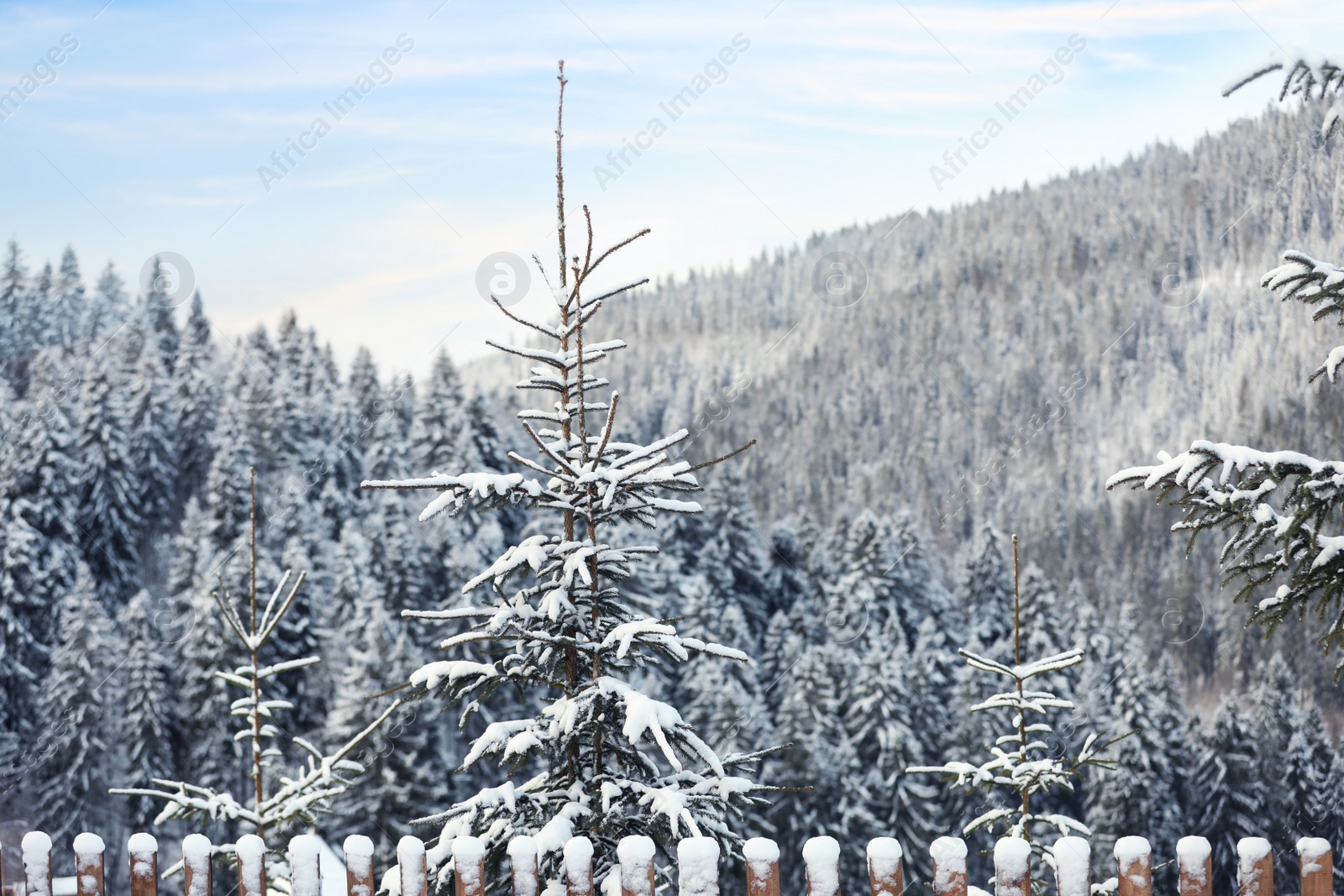 Photo of Fir tree covered with snow outdoors on winter day