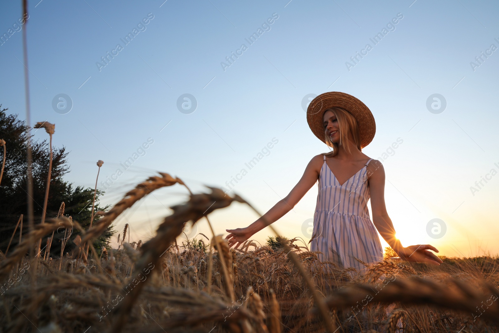 Photo of Woman in ripe wheat spikelets field. Space for text